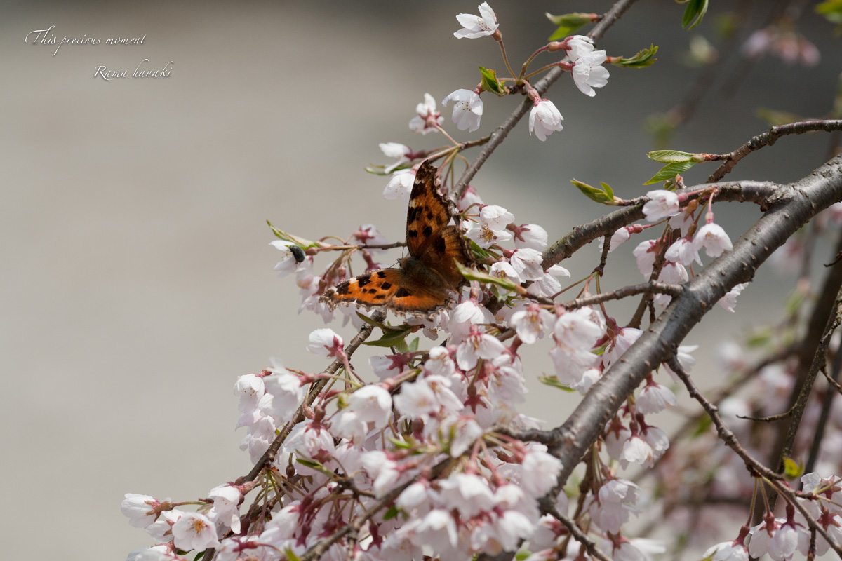 桜と椿で春満喫_c0137403_14422155.jpg