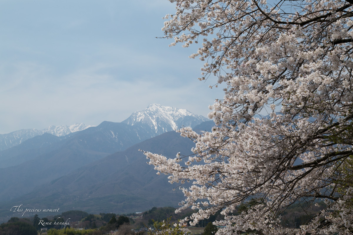 桜と椿で春満喫_c0137403_14432359.jpg