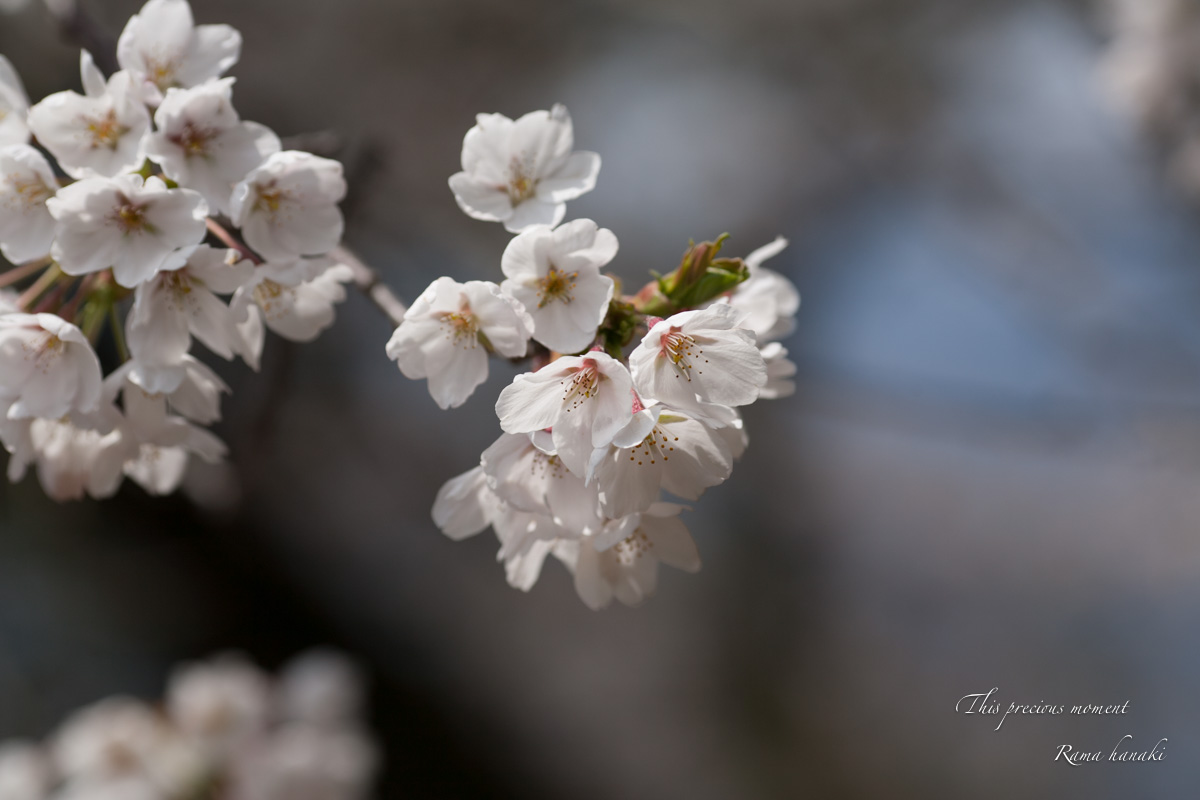 桜と椿で春満喫_c0137403_14442978.jpg