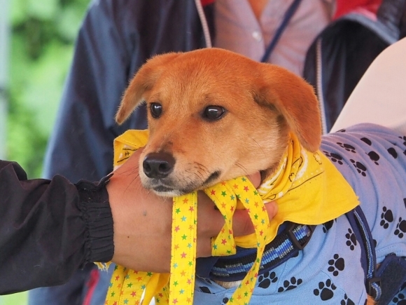 2015.7.5 篠崎臨時いぬ親会  その1_e0242804_19551498.jpg