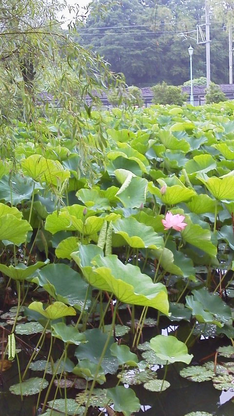 ウォーキングと朝食の会を終えて。_d0154707_14062008.jpg