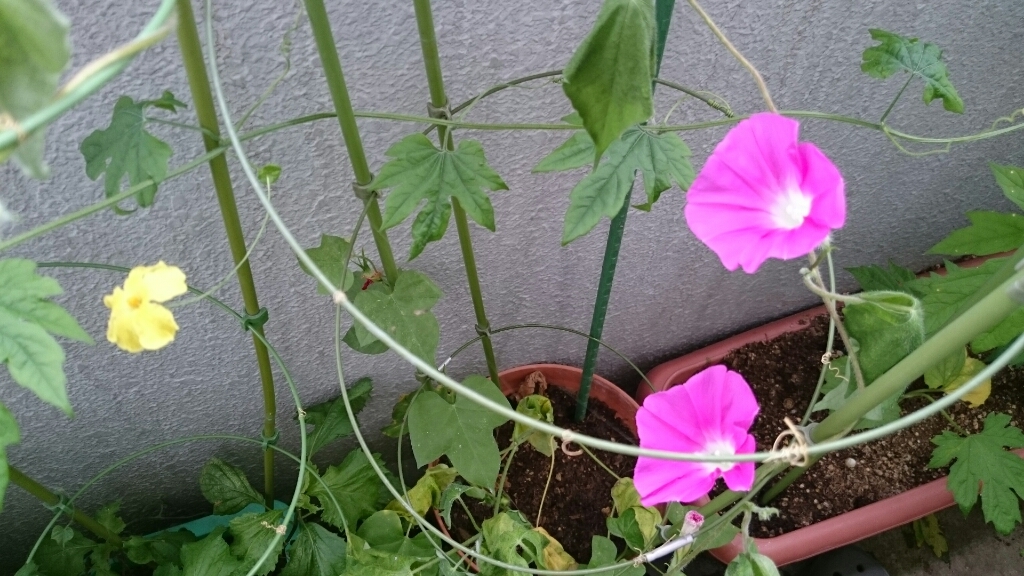 ホテイアオイの花とベランダ菜園☆_e0278508_15153230.jpg