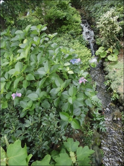 可愛い紫陽花とちょっと怖い花言葉 Natural Gardening