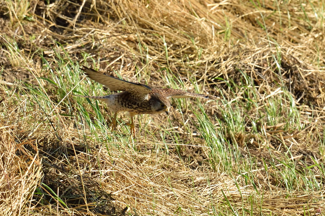 狩り　餌食はスズメ_a0189912_23245478.jpg