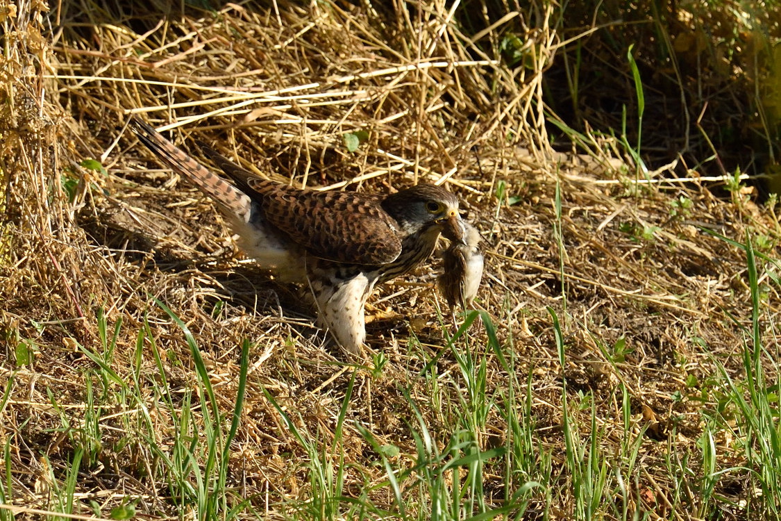 狩り　餌食はスズメ_a0189912_23252373.jpg