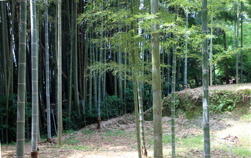 嵯峨野を歩く3 竹林の道_e0048413_15312175.jpg