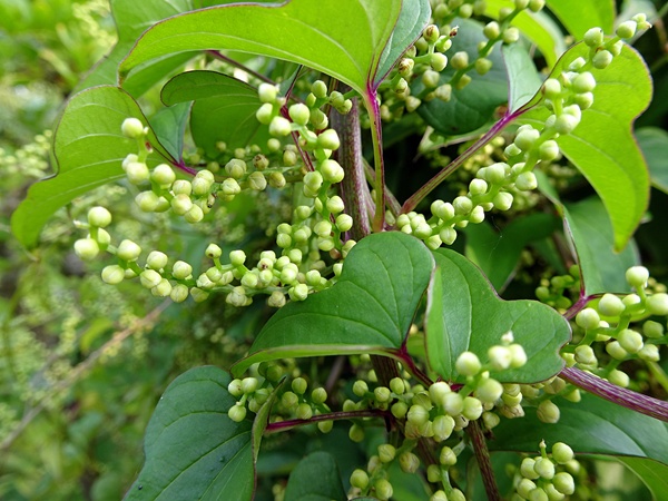 芳しきは 山芋の花 花の訪れ