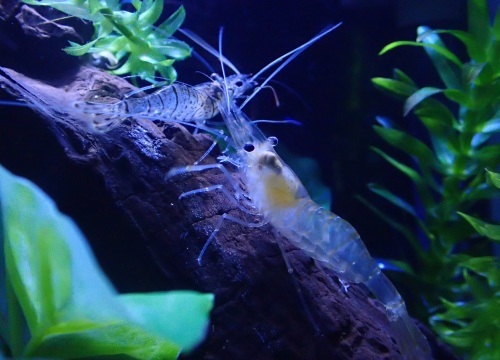 a0315918_16365494.jpg
