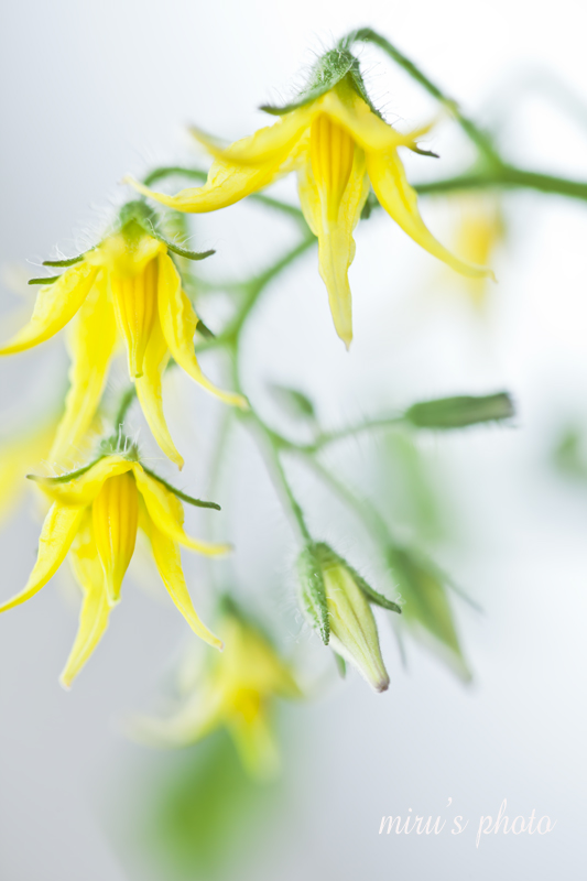 これは何の花でしょう Miru S Photo これは何の花でしょう Miru S Photo