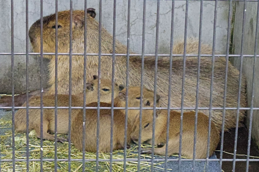 あらかわ遊園の動物たち_f0224624_530515.jpg