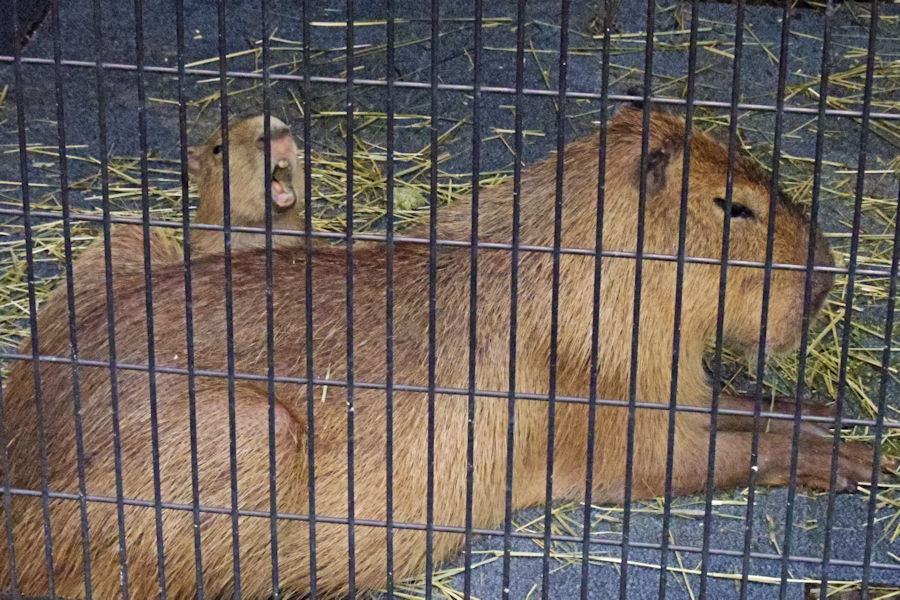 あらかわ遊園の動物たち_f0224624_5312046.jpg