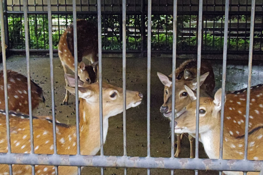 あらかわ遊園の動物たち_f0224624_5592840.jpg