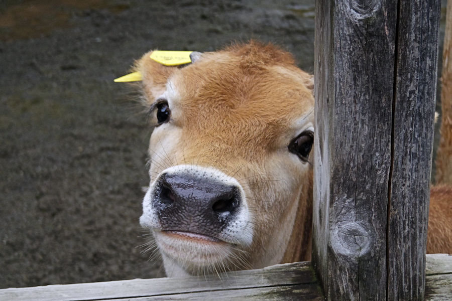 あらかわ遊園の動物たち_f0224624_65386.jpg