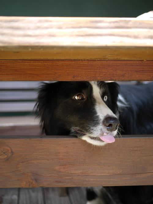 犬を見送る 4 ペットロスにならないために必要なグリーフ ワーク 牧師館のお茶会