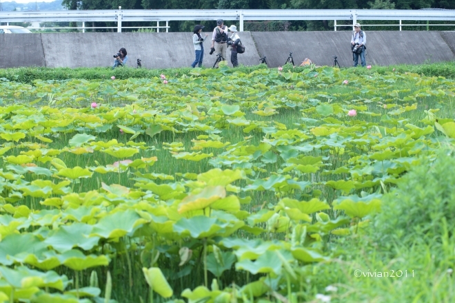 7月の写真クラブの撮影会 in 高根沢_e0227942_23014024.jpg