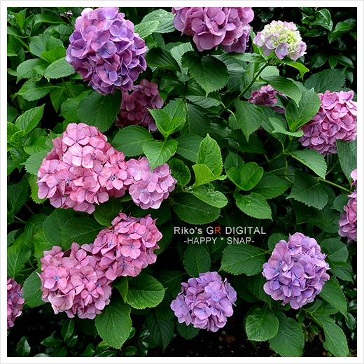 紫陽花_b0049843_16133582.jpg