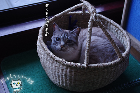 にゃんちんのお墨付き_e0031853_13364224.jpg