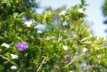 c0242063_14454180.jpg