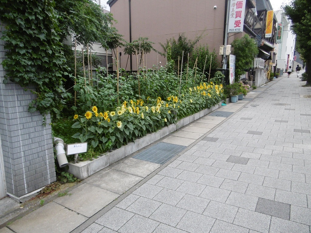 ひまわり_f0205367_18212842.jpg