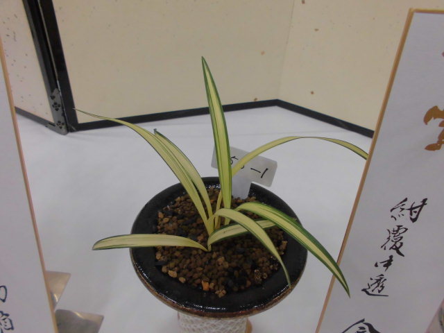 宮崎県寒蘭新芽・柄物展示大会 : DREAM GRASSES