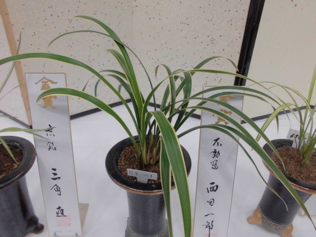 宮崎県寒蘭新芽・柄物展示大会 : DREAM GRASSES
