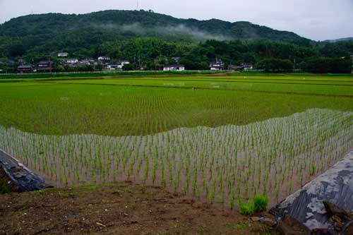 田園風景　　　　H27.7.5　雨_b0038868_202899.jpg