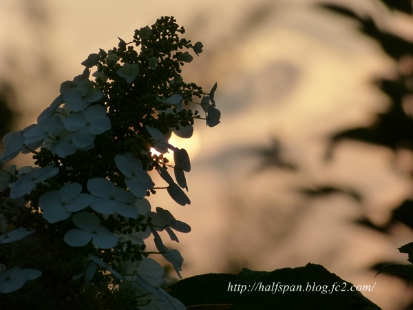 夕暮れの紫陽花_e0351168_20391474.jpg