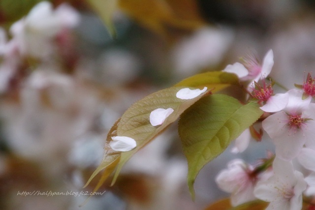 灯台下暗しの桜　２_e0351168_20553416.jpg