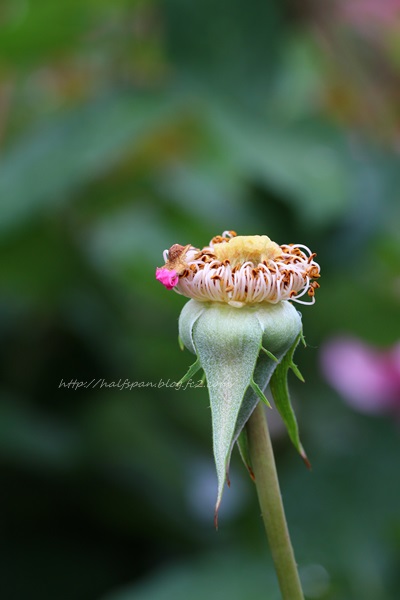 好きな花の、好きな姿_e0351168_20564830.jpg