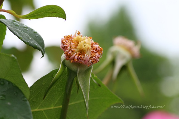 好きな花の、好きな姿_e0351168_20564905.jpg