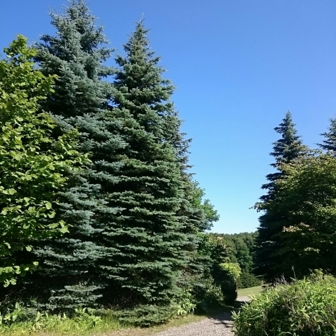 c0311170_12144916.jpg