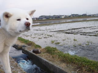 田植えの時期_a0187087_23152214.jpg