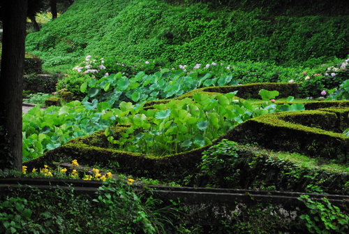 山鹿市鹿央町岩原　蓮の花開花情報_a0141193_10245175.jpg