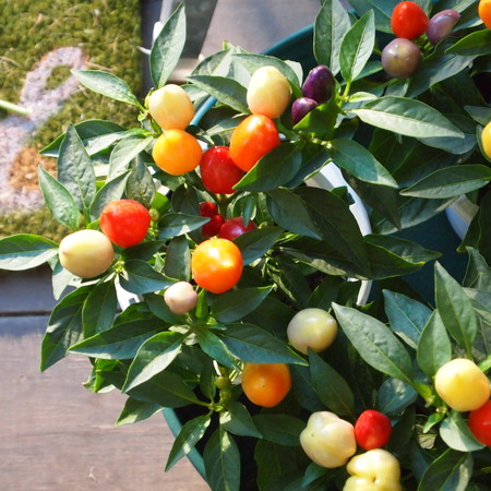 夏用のお花_a0292194_205828.jpg