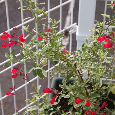 夏用のお花_a0292194_2151123.jpg