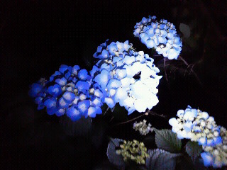 c0272200_1552557.jpg