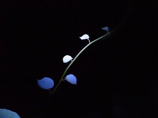 c0272200_1571346.jpg