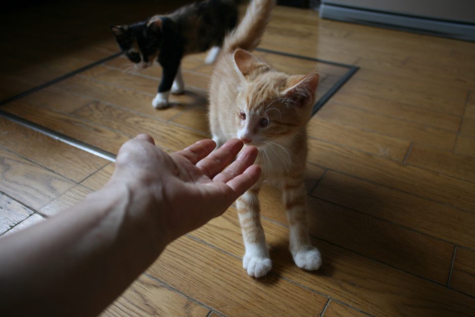 目に障害がありますが(マック&モス&キング)_f0242002_1621529.jpg