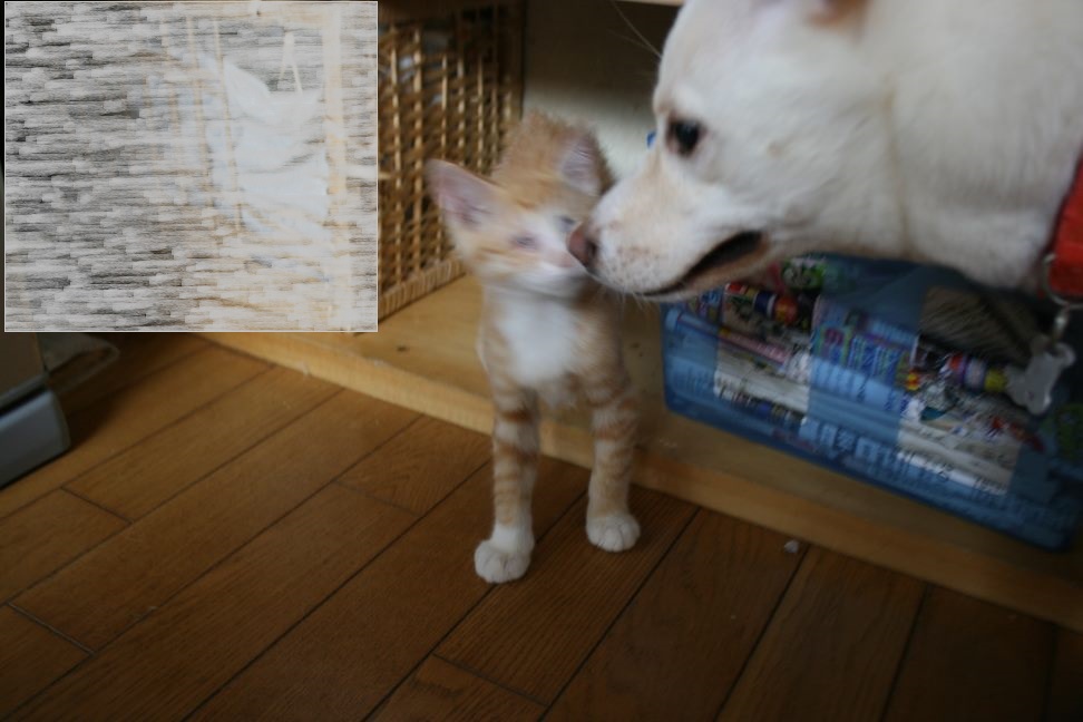 目に障害がありますが(マック&モス&キング)_f0242002_16272387.jpg