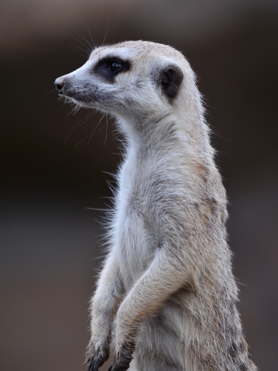 ミーアキャットも穴を掘ります Bonsoir