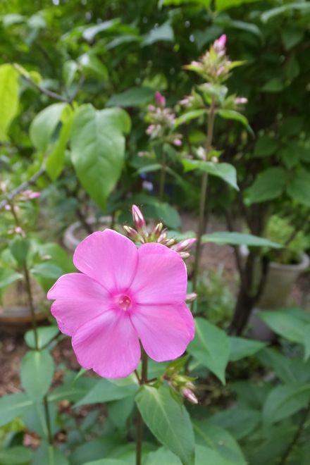 d0065113_843217.jpg