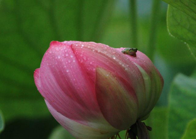 白石さんの写真です　　　ハスの花_a0300121_2281775.jpg