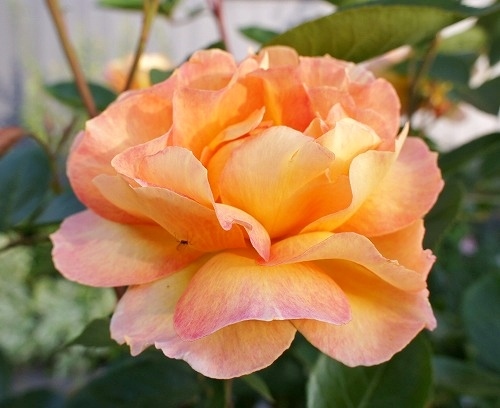 f0205733_23492699.jpg