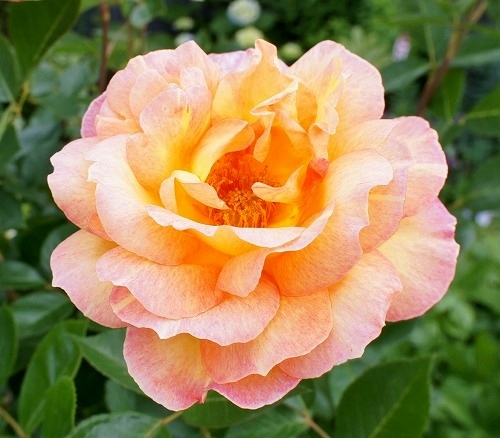 f0205733_23575070.jpg