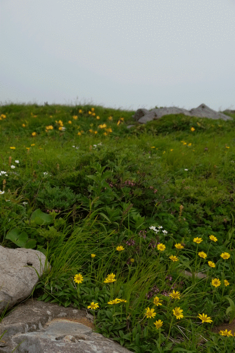 d0237340_08484585.gif