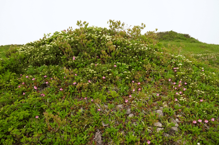 d0237340_09503190.gif
