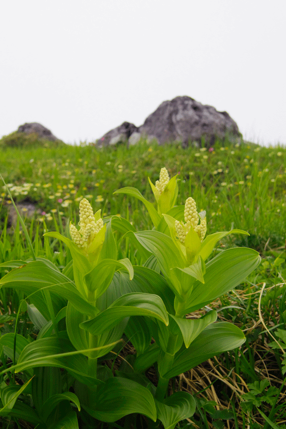 PENTAX Q・・・月山花図鑑_d0237340_14141629.gif