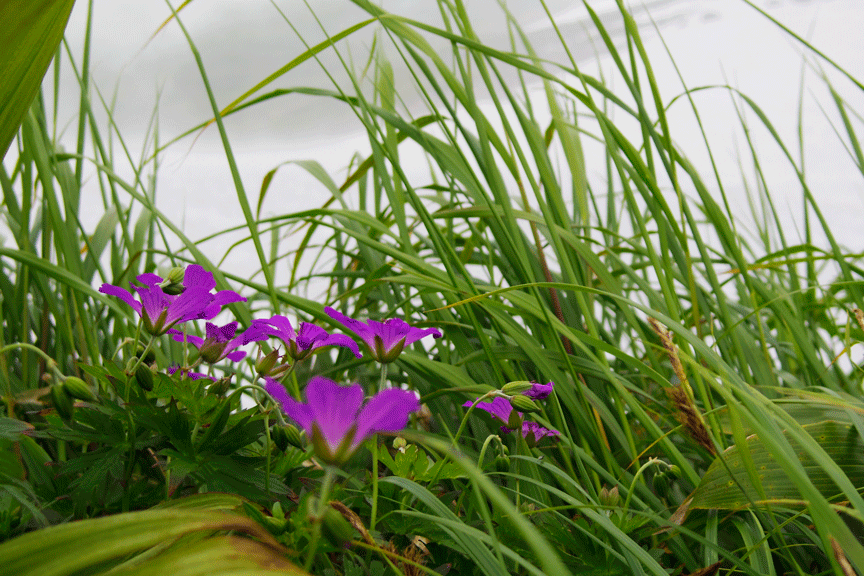 PENTAX Q・・・月山花図鑑_d0237340_14151058.gif