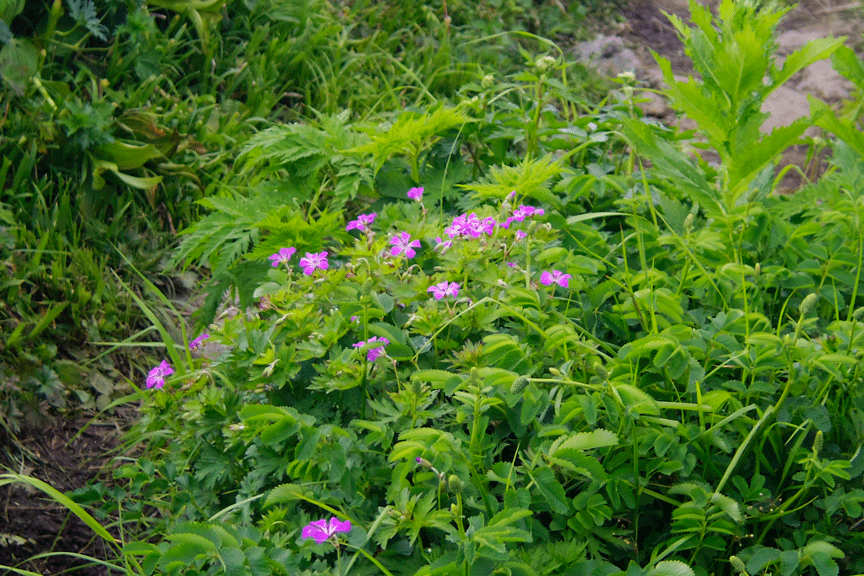 PENTAX Q・・・月山花図鑑_d0237340_14184530.gif