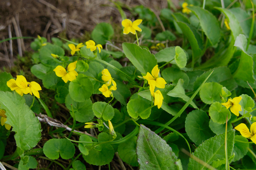 PENTAX Q・・・月山花図鑑_d0237340_14201251.gif